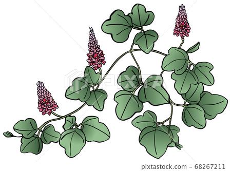 Autumn seven herbs kudzu illustration - Stock Illustration [68267211] - PIXTA