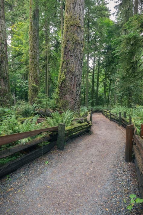 Cathedral Grove: An Astonishing Walk Amongst Giants - BestEver.Guide