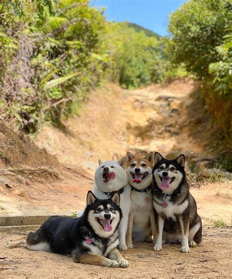 30+ Times This Funny Shiba Inu Hilariously Ruined Her Group Family ...