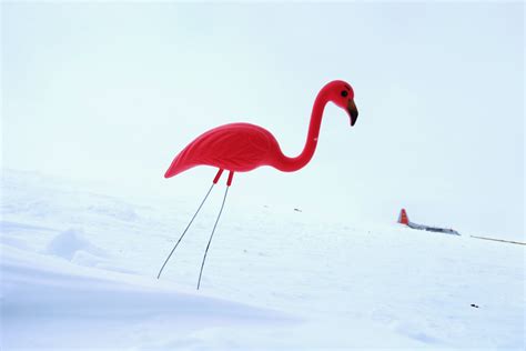 Donald Featherstone, Creator Of The Plastic Pink Flamingo, Dies At 79, Leaving Us With His ...