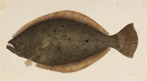 Dietary soy peptide protects juvenile Japanese flounder from heat ...