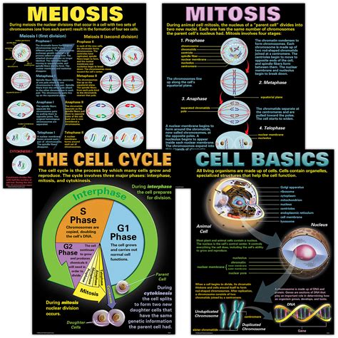 Cells Poster Set - TCRP127 | Teacher Created Resources