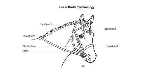 Guide to Buying a Horse Bridle: Its Parts and Uses