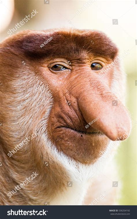 Portrait Fabulous Longnosed Monkey Borneo Malaysia Stock Photo ...