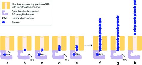 Model for self-priming and synthesis of chitin chains in bursts.... | Download Scientific Diagram