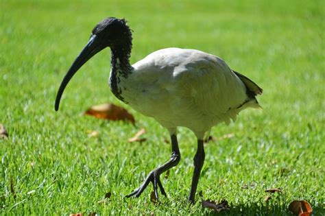 Ibis Symbolism & Meaning (+Totem, Spirit, & Omens) | World Birds