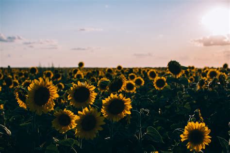 Sunflower Aesthetic Wallpapers on WallpaperDog