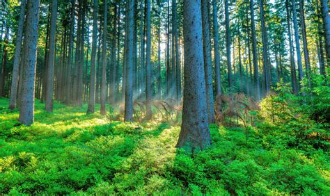 Instead of planting trees, keep forests healthy - Earth.com