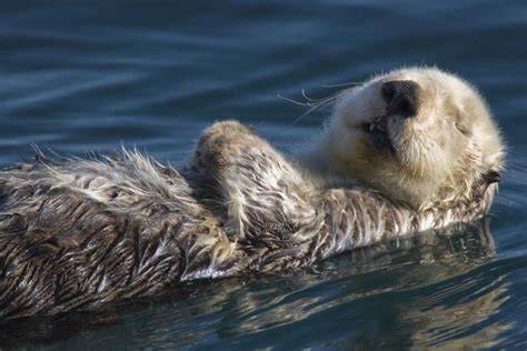 MBNMS: Seal, Sea Lion and Sea Otters