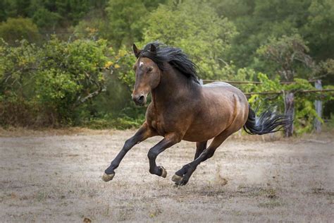 10 Best Spanish Horse Breeds