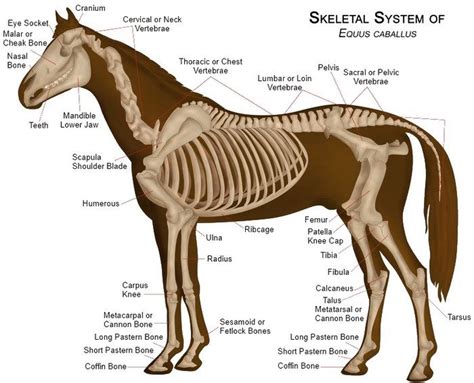 Human&Animal Anatomy and Physiology Diagrams: Skeletal System of the Horse | Horse anatomy ...