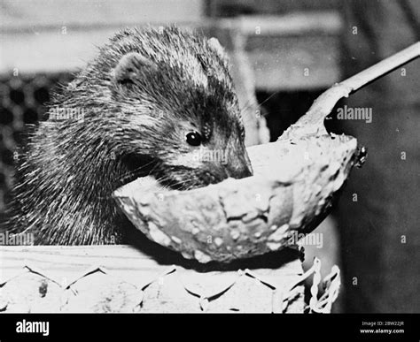 Mink mating Black and White Stock Photos & Images - Alamy