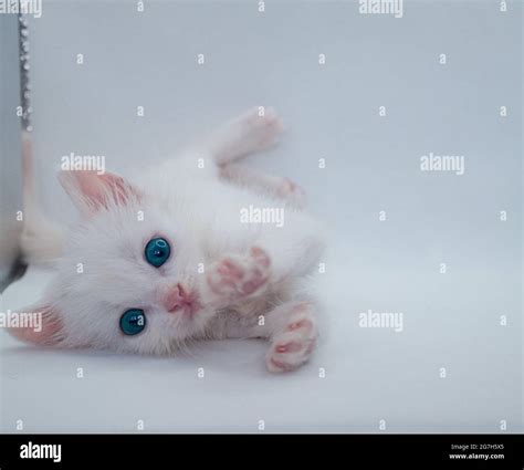 Cute white baby cat with blue eyes isolated on white background Stock ...