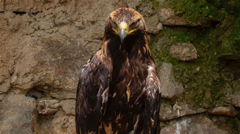 Golden Eagle Fact Sheet | Blog | Nature | PBS