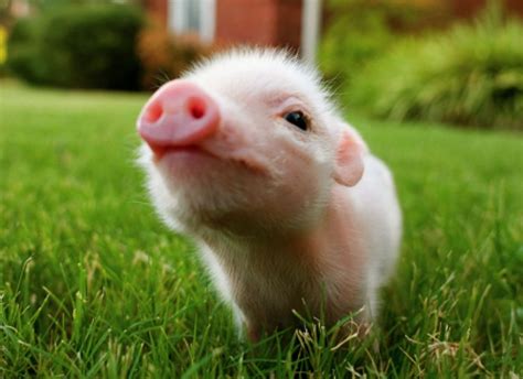 Pigs Cute Wallpapers - Wallpaper Cave