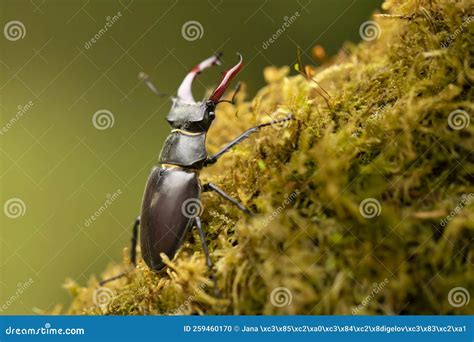 Stag Beetle, Lucanus Cervus, Biggest European Beetle in the Nature ...