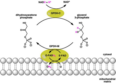 Glycerol-3-phosphate dehydrogenase | Wiki | Everipedia