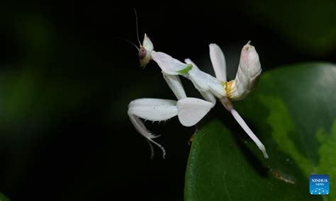 Orchid mantis' petal-shaped legs serve as structure for gliding: research - Global Times