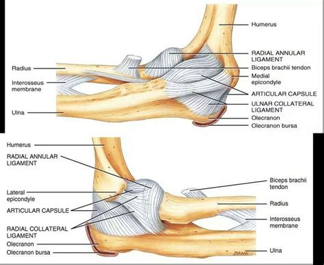 Elbow anatomy ligaments | Elbow anatomy, Joints anatomy, Physiology