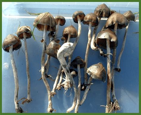 The Best Mushroom Strain For Psilocybin-Assisted Therapy | Psychedelic ...