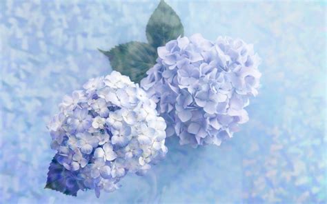 Blue Hydrangea Wallpapers - Top Free Blue Hydrangea Backgrounds - WallpaperAccess