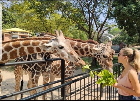 Guangzhou Zoo - 2019 All You Need to Know Before You Go (with Photos ...