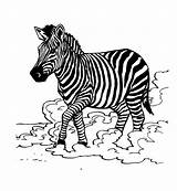 Free Printable Zebra Coloring Pages For Kids  Animal Place sketch template