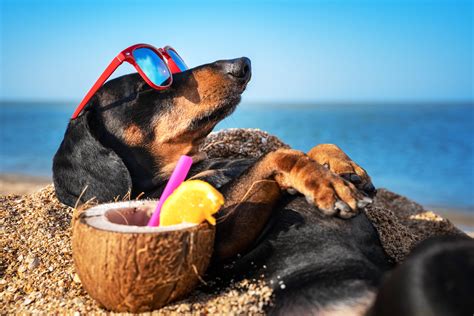 beautiful dog of dachshund, black and tan, buried in the sand at the beach sea on summer ...