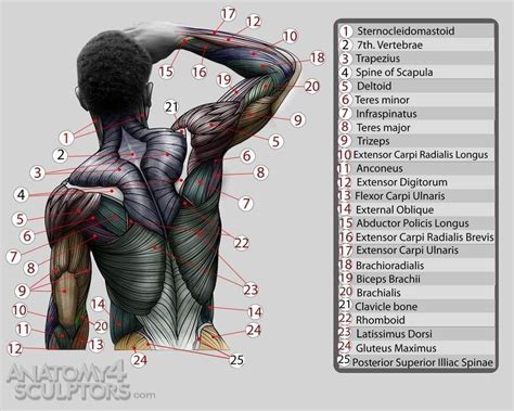 Pin on Anatomy