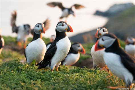 Puffins | Will Burrard-Lucas