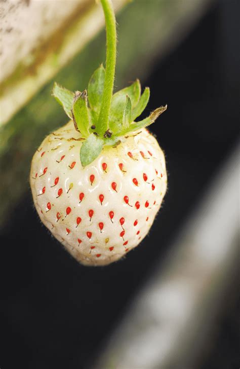 Seeds Shop | Buy White Strawberry Seeds | Plant & Growing Guide