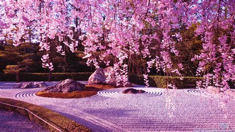 Japanese Cherry Blossom Garden Wallpaper | Cherry blossom wallpaper ...