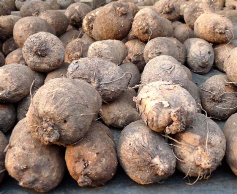 NIGERIA TO PRODUCE EXPORT-FRIENDLY YAM SEEDS. – FoodBay Tv