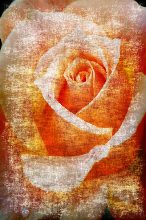 Background Rose Grunge Free Stock Photo - Public Domain Pictures