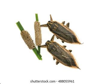 Giant Water Bug Eggs Hatch Into Stock Photo 488055961 | Shutterstock