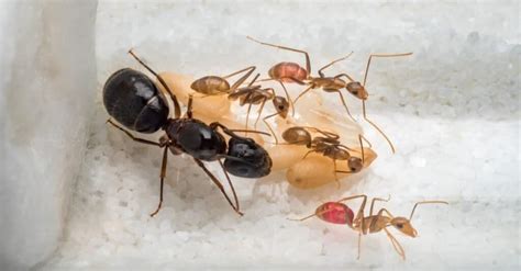 Carpenter Ant Frass vs Termite Frass: Key Differences - A-Z Animals
