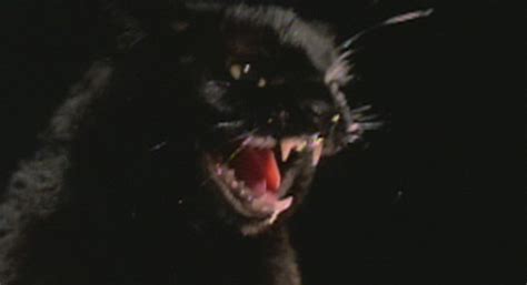 The Black Cat (1981) | Cinemassacre Productions