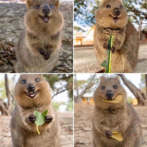 Offensive Quokka Meme