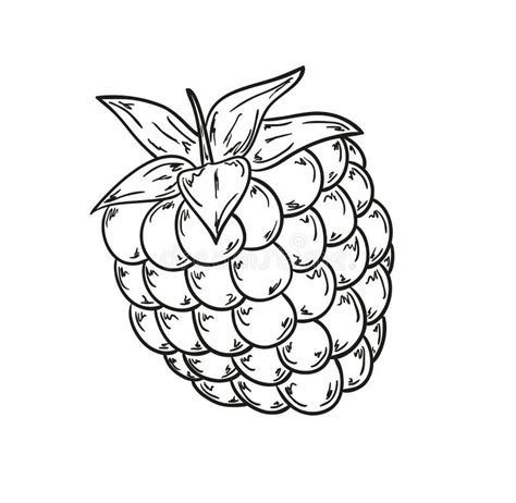 Raspberries Clipart Black And White