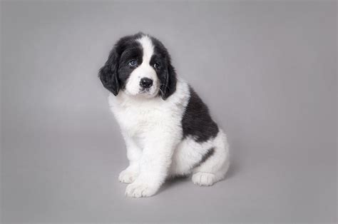 Little Landseer Puppy Portrait Photograph by Waldek Dabrowski