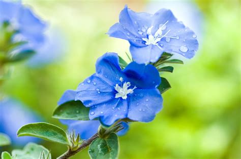 7 plants with true blue flowers - The English Garden