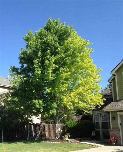 Autumn Blaze Maple Tree | Rapid Grower With Vibrant Fall Color — PlantingTree.com Large Backyard ...