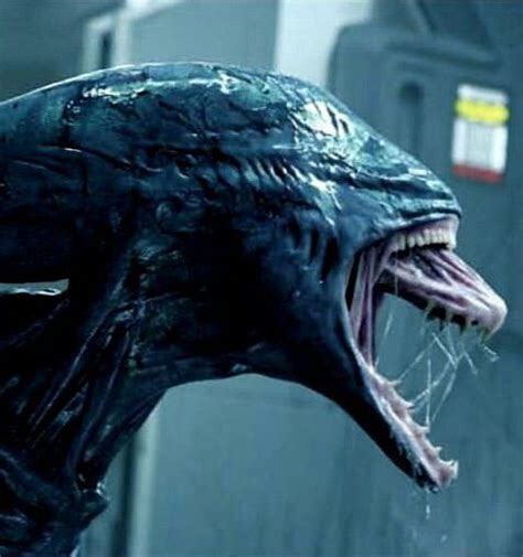 Who would win in a fight xenomorph Deacon or Protomorph | Alien Versus Predator Universe Amino