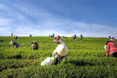 Cotton Harvesting In 2020: How it works -The Daily notes