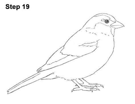 Sparrow Bird Drawing 19 in 2021 | Bird drawings, Easy drawings, Bird