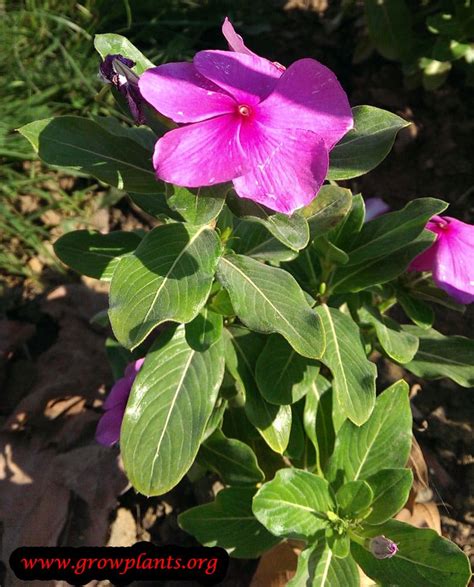 Catharanthus roseus - How to grow & care