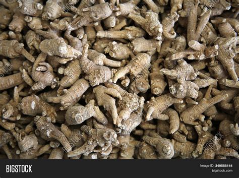 Ginseng . Ginseng Root Image & Photo (Free Trial) | Bigstock