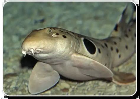 Epaulette Shark– Facts, Size, Behavior, Diet, Pictures