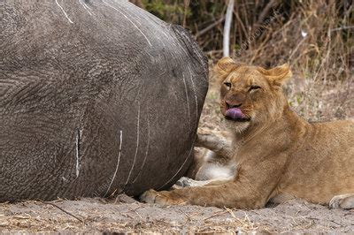 Lion eating an African elephant - Stock Image - C054/4667 - Science Photo Library