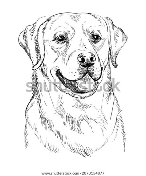 19,724 Pencil Sketch Dog Images, Stock Photos, 3D objects, & Vectors | Shutterstock